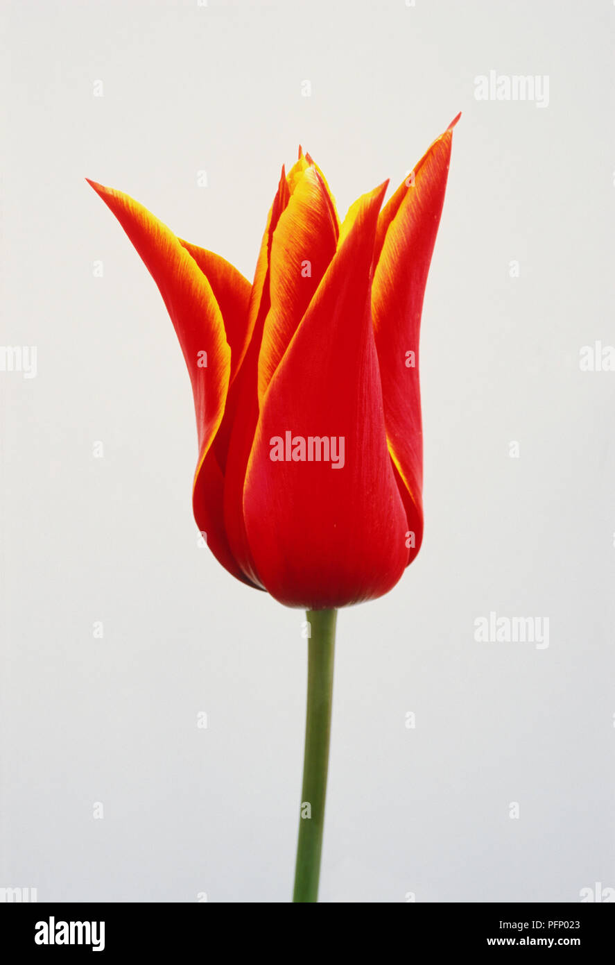 Tulipa 'la Regina di Saba", rosso Tulip flowerhead, vicino. Foto Stock