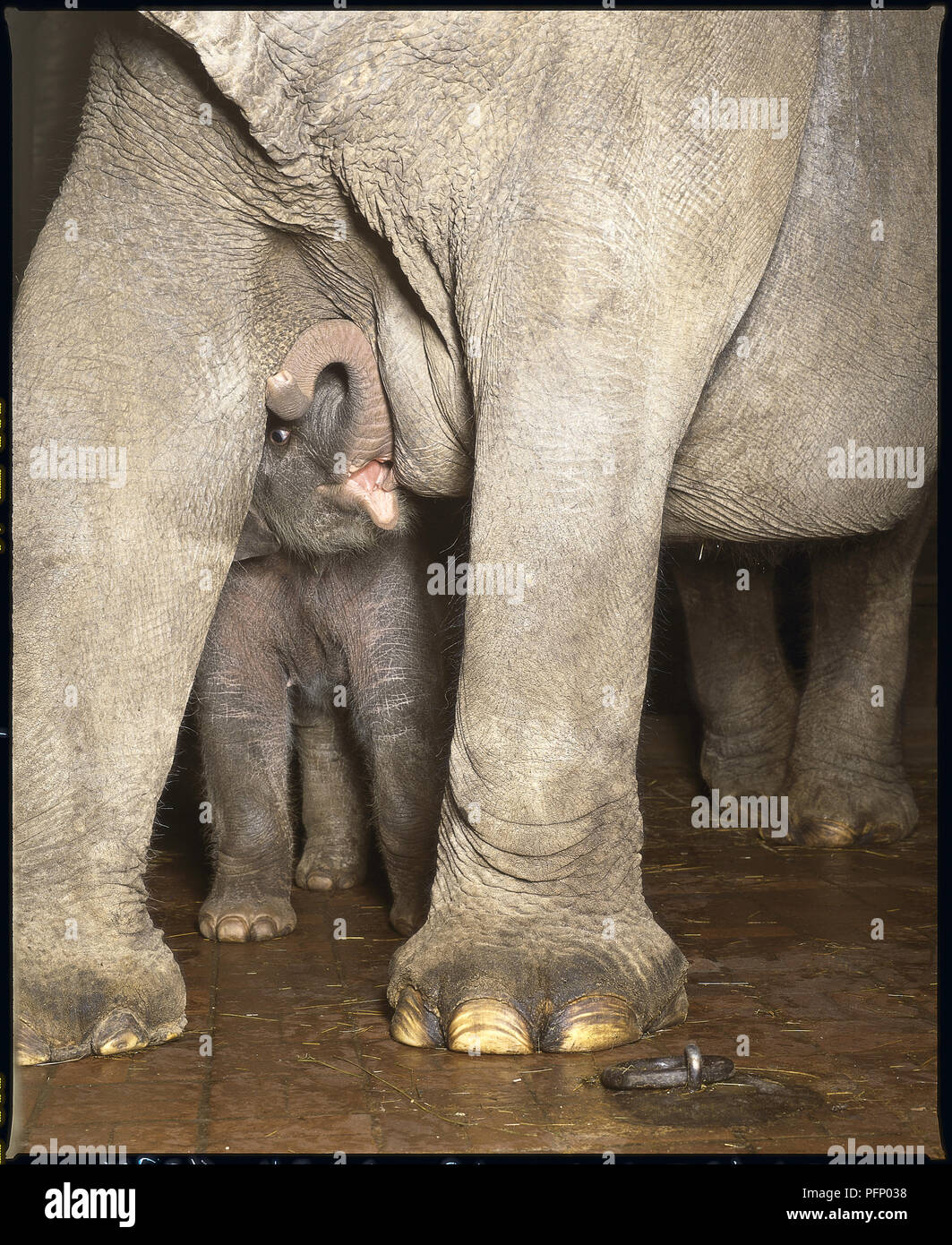 Elephas maximus, elefante asiatico, un baby elephant infermieri da sua madre capezzolo mentre il curling fino il suo tronco e in piedi sotto la sua controllante il corpo massiccio, allattamento baby Foto Stock