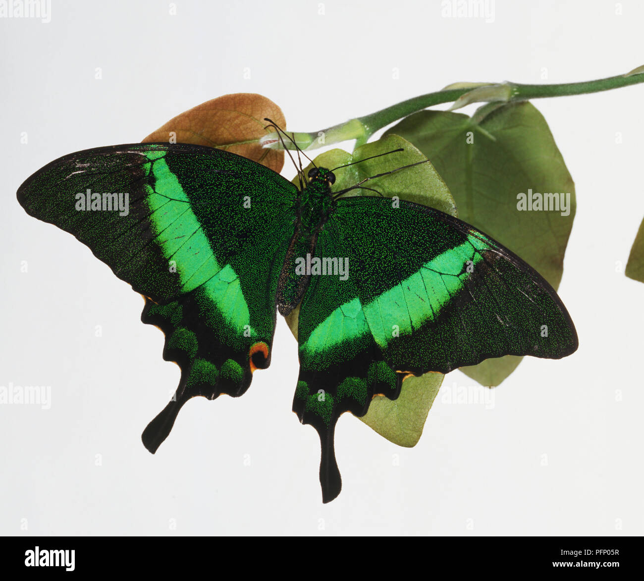 Verde, Blumei Papilio blumei, una coda forcuta butterfly appollaiato sulla foglia, vista dall'alto. Foto Stock