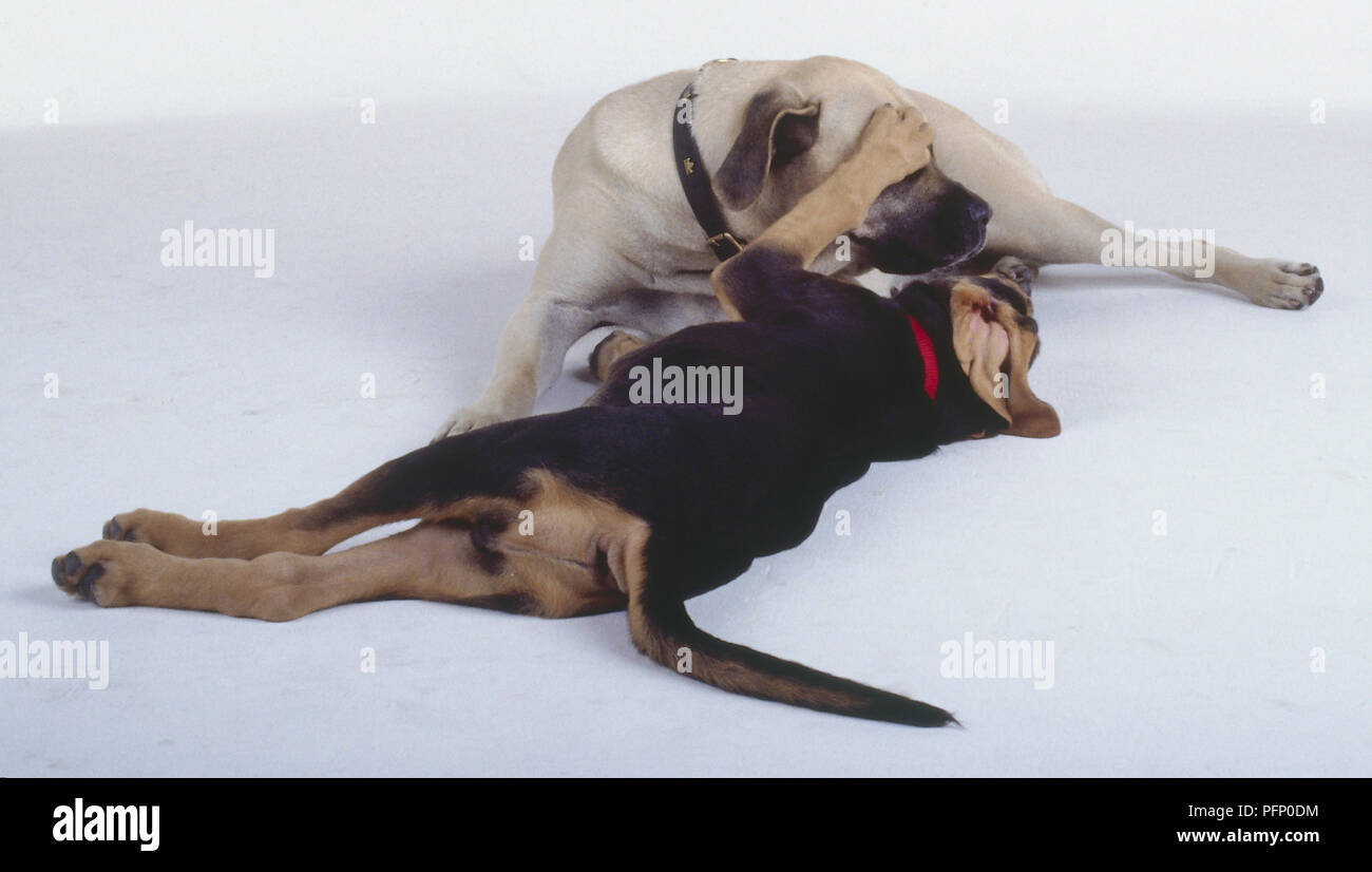 Una luce marrone cane con muso nero gioca con un nero e marrone cane sdraiato sul suo lato. Foto Stock