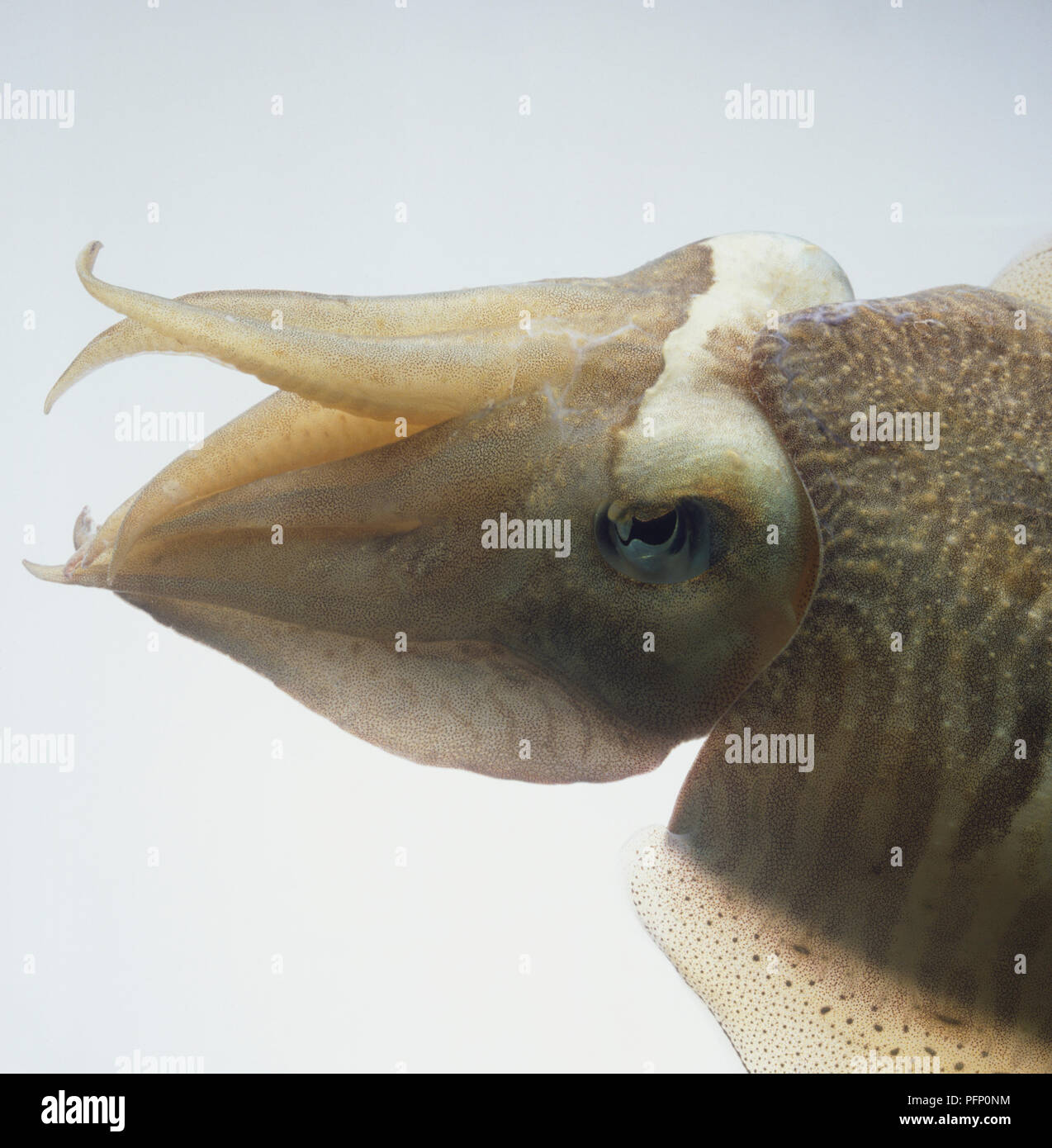 Testa di calamari e occhio, vista laterale. Foto Stock
