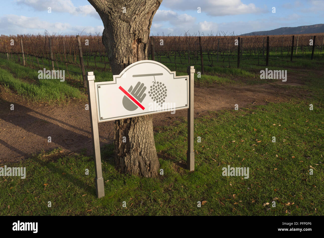 Vigneto di firmare o di bordo nella parte anteriore dei vitigni dormienti attenzione a non toccare o mangiare le uve situato su di un'azienda vitivinicola nella stagione invernale Cape Town Foto Stock