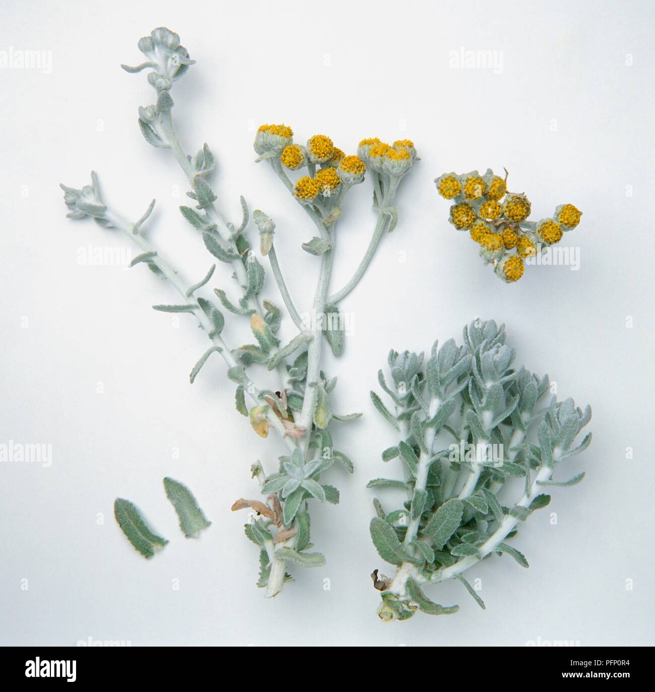 Otanthus maritimus (Cottonweed), silvery steli con foglie d'argento e cluster di fiori di colore giallo Foto Stock