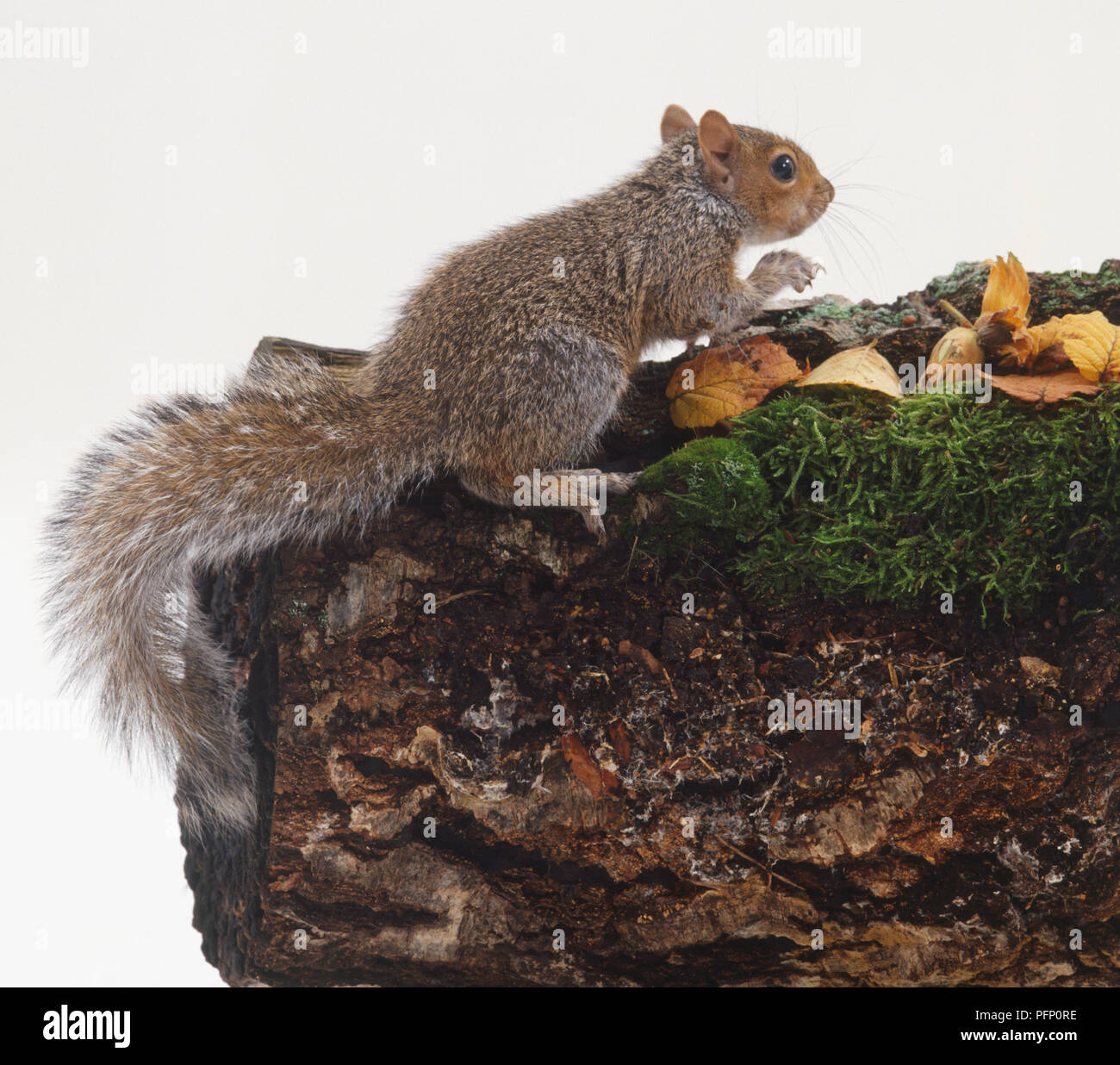 Grigio orientale scoiattolo (Sciurus carolinensis) appollaiato sul log, vista laterale. Foto Stock
