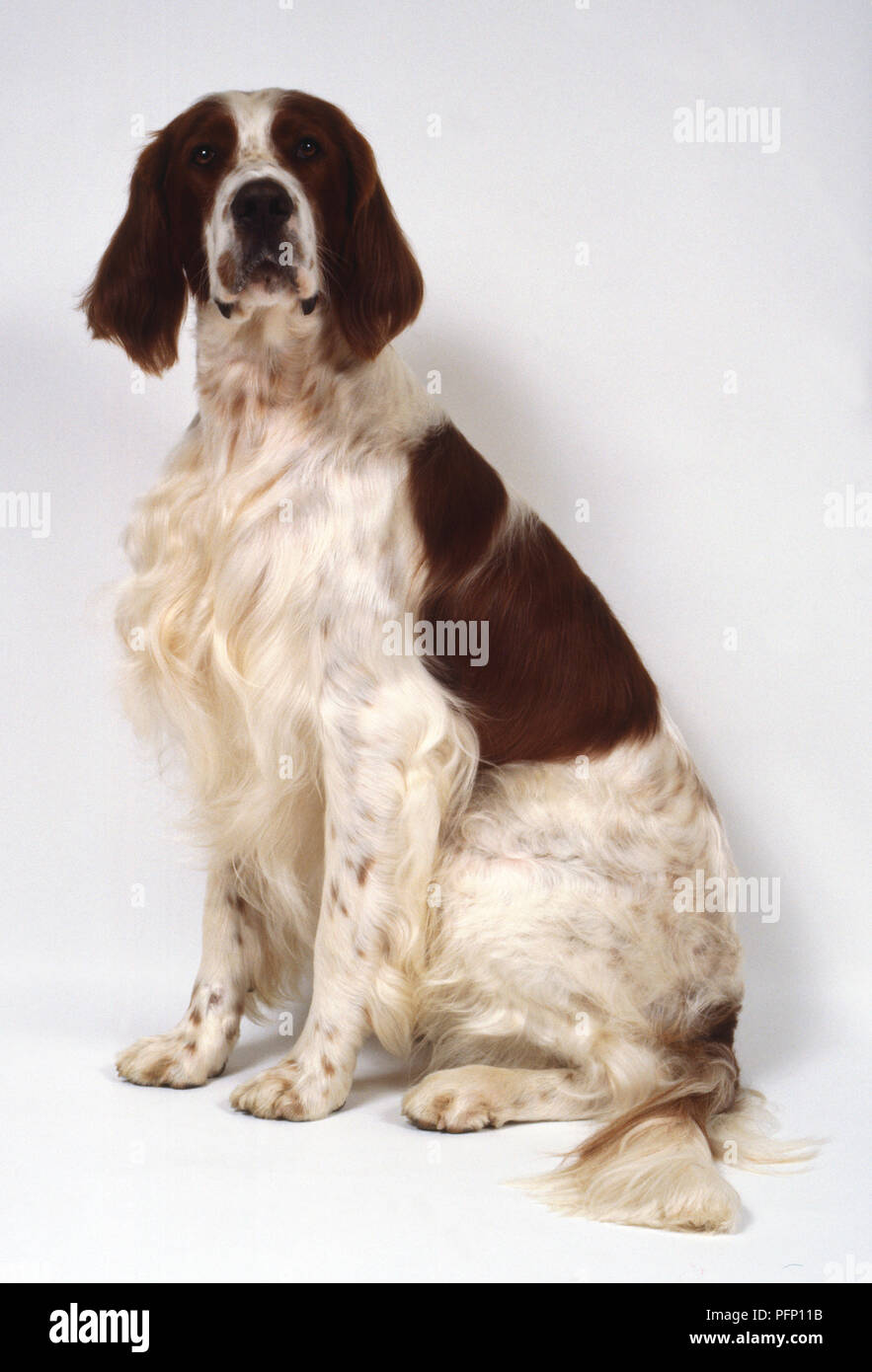 Un irlandese rosso-e-bianco setter con lunghi capelli feathery si siede sulle zampe posteriori. Foto Stock