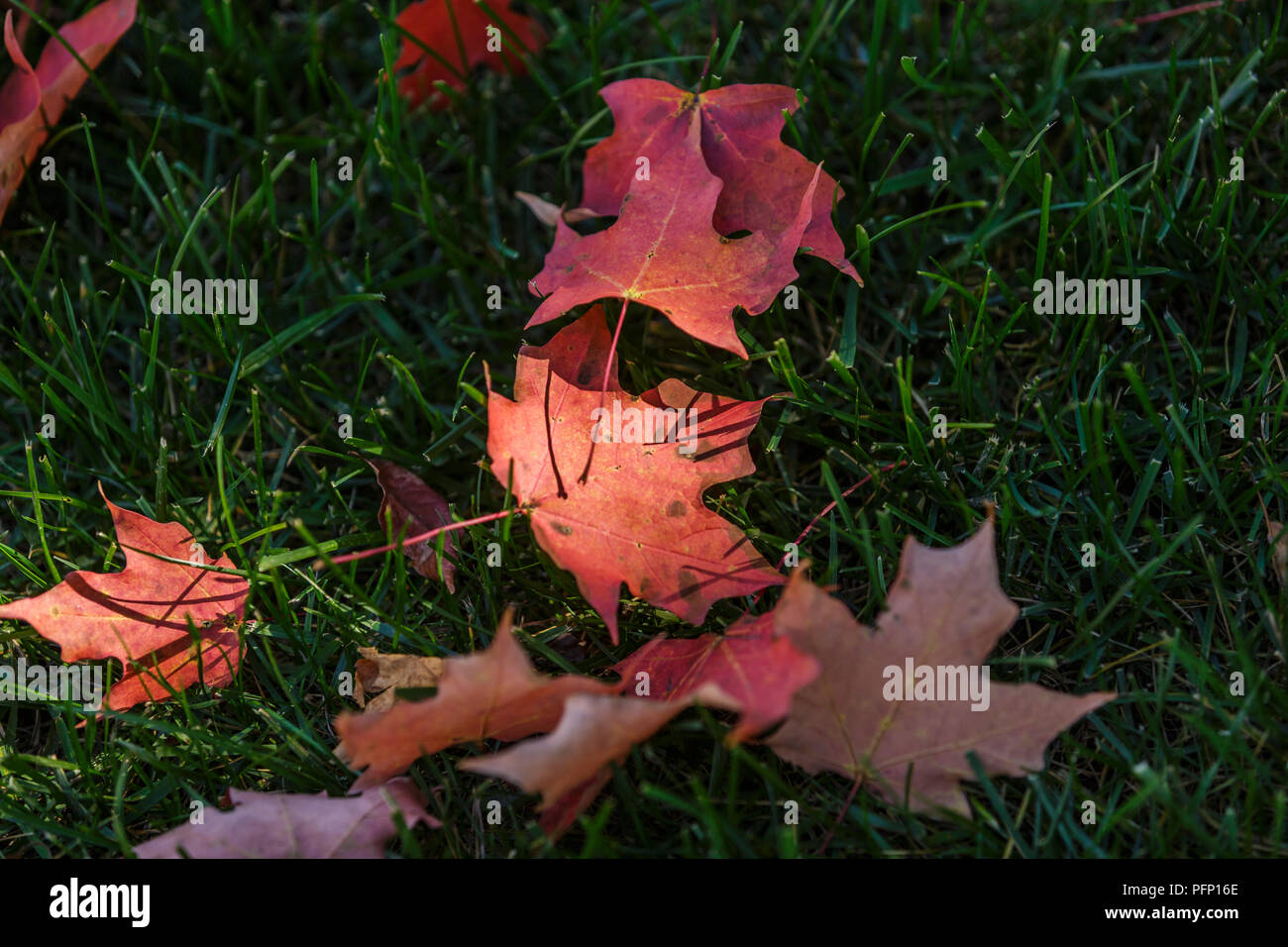 La natura della luce chiave colpisce un piccolo gruppo di primo piano di caduta foglie contrapposte contro il letto di verde scuro erba. Foto Stock