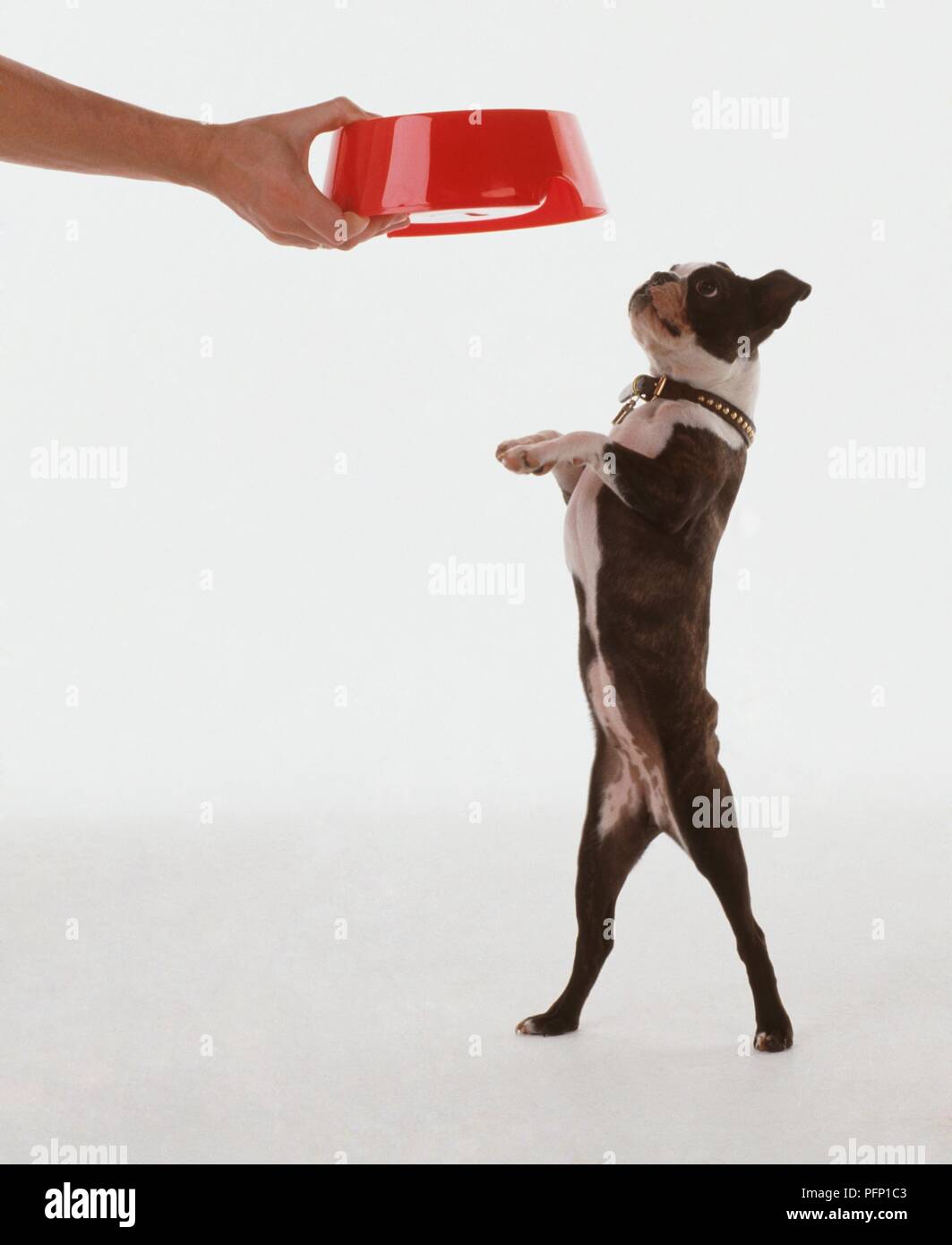 Boston Terrier sulle zampe posteriori guardando dog bowl Foto Stock