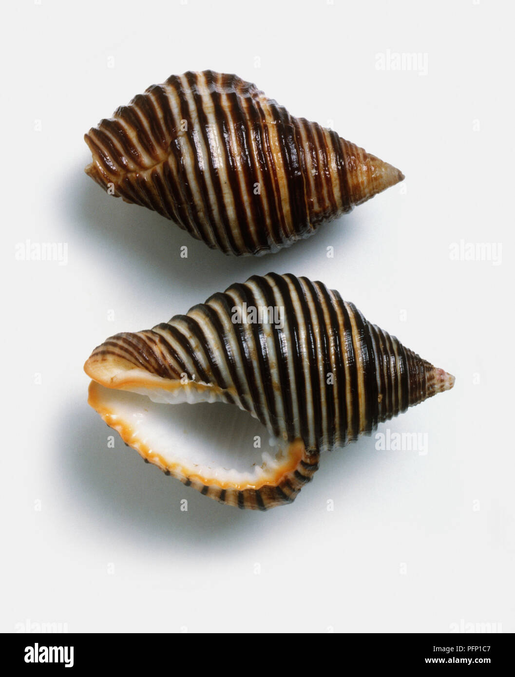 Parte superiore e parte inferiore vista del calice ondulata shell (Canatharus undosus) Foto Stock