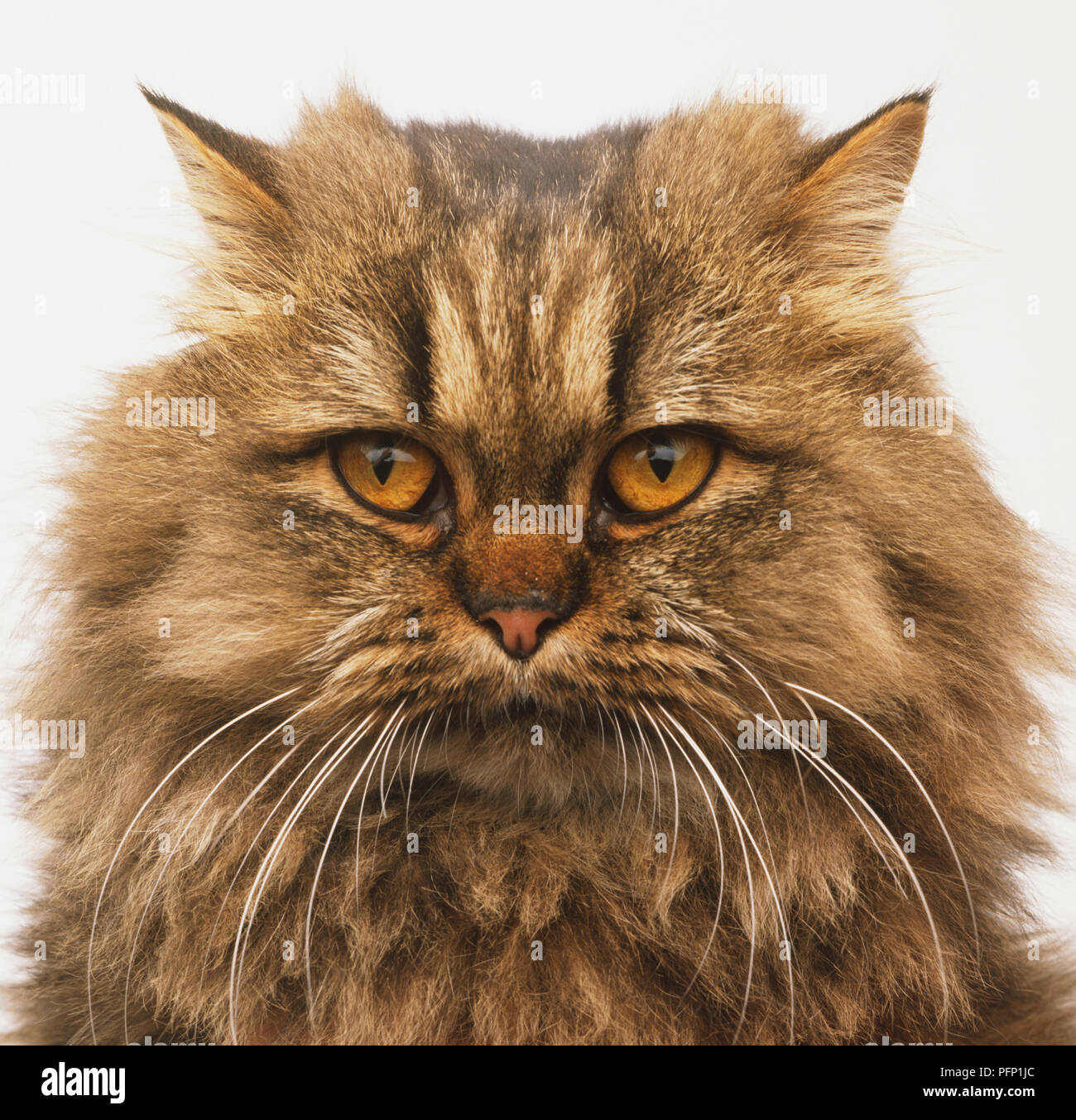 Faccia di un brown tabby Longhair Cat (felis catus) Foto Stock