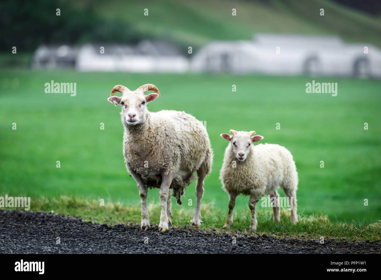 Due pecore sul prato verde Foto Stock