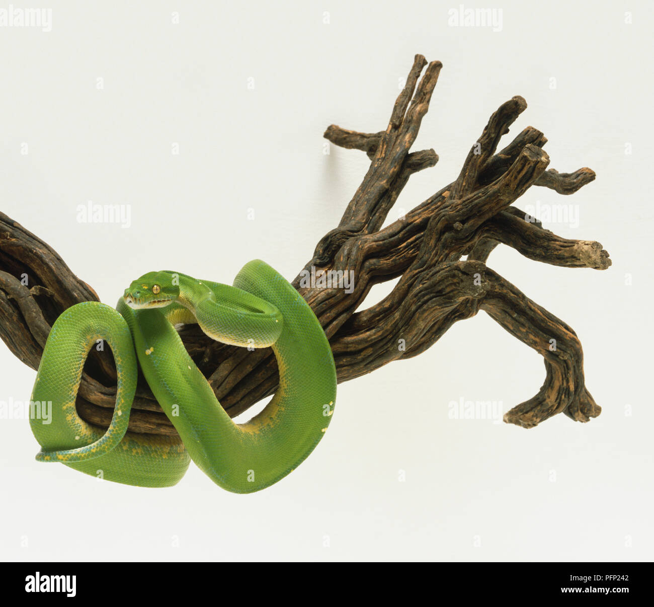 Green Tree Python parzialmente avvolto attorno ad una filiale di grandi dimensioni. Il serpente è verde chiaro con una linea tratteggiata di marcature bianche lungo la linea mediana del dorso. Rigonfiamenti sono visibili su la testa e il serpente ha gli occhi verdi. Foto Stock