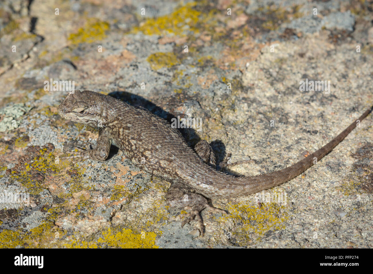 Altopiano Lizard (Sceloporus undulatus), Mesa Gateway Open Space Park, Castle Rock Colorado US. Foto Stock