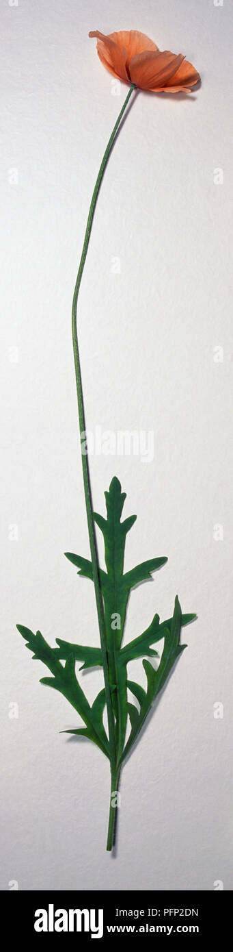 Papaver dubium, lunga con testa di papavero con petali di colore arancione e lungo peduncolo. Foto Stock