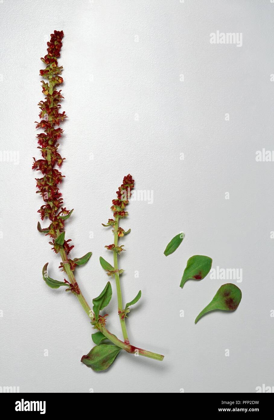 Rumex bucephalophorus (Cornuto Dock), piccoli fiori su lunghi steli con foglie di colore verde Foto Stock