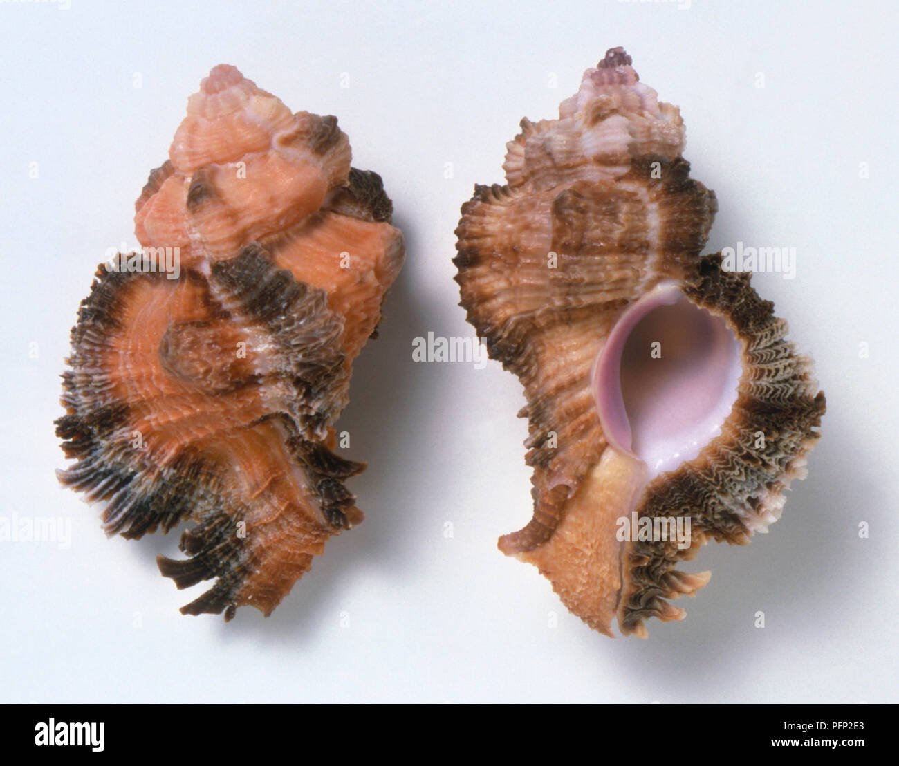 Siratus laciniatus, sovraccarico e la vista della parte inferiore dell Laciniate Murex gusci con corpo grande vortici con tre varici squamosa, nervate spirali, piccoli denti sul labbro esterno, arancione e marrone. Foto Stock