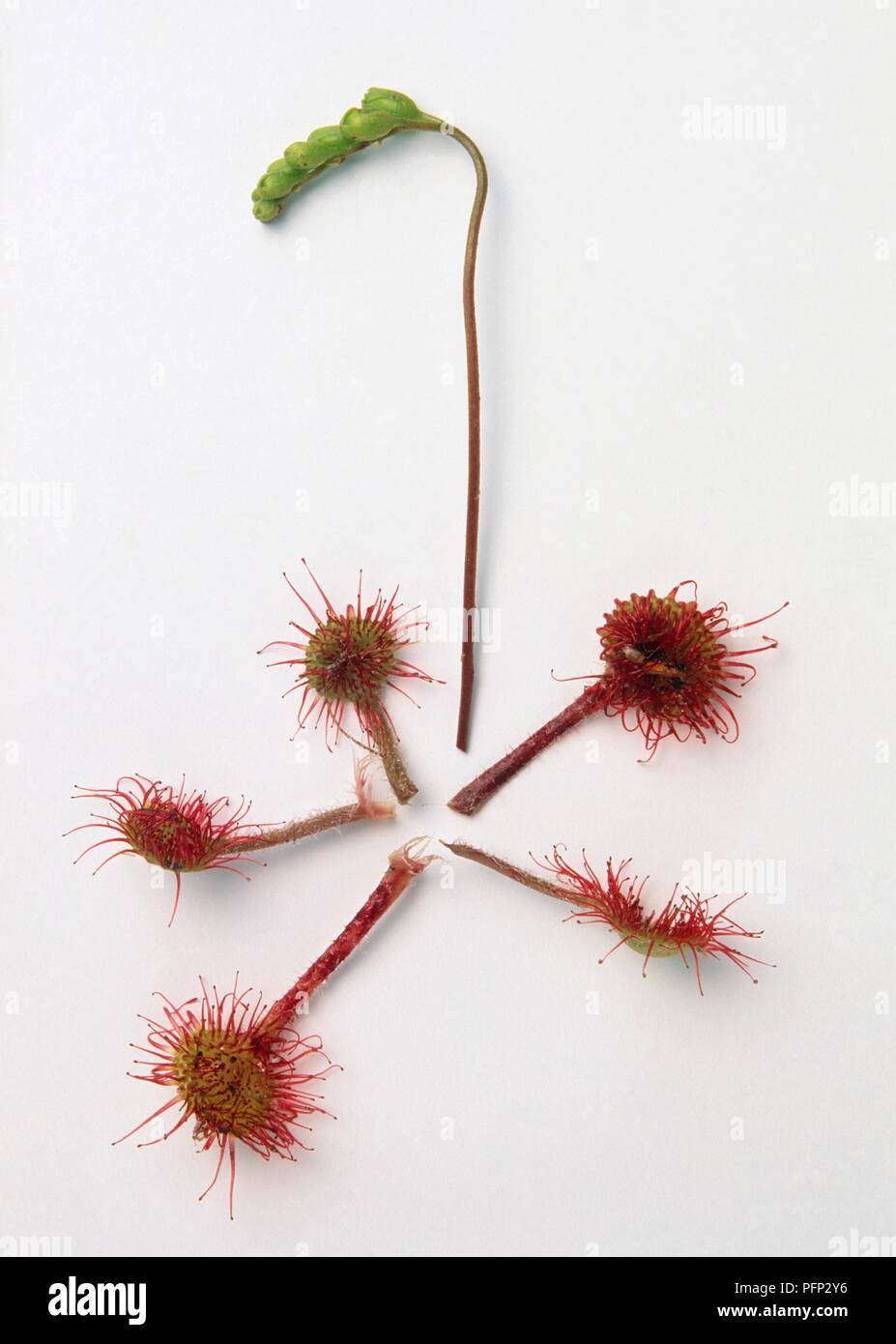 Drosera rotundifolia (sundew comune), boccioli di fiori e foglie di lame Foto Stock Drosera rotundifolia (sundew comune), boccioli di fiori e foglie di lame Foto Stock