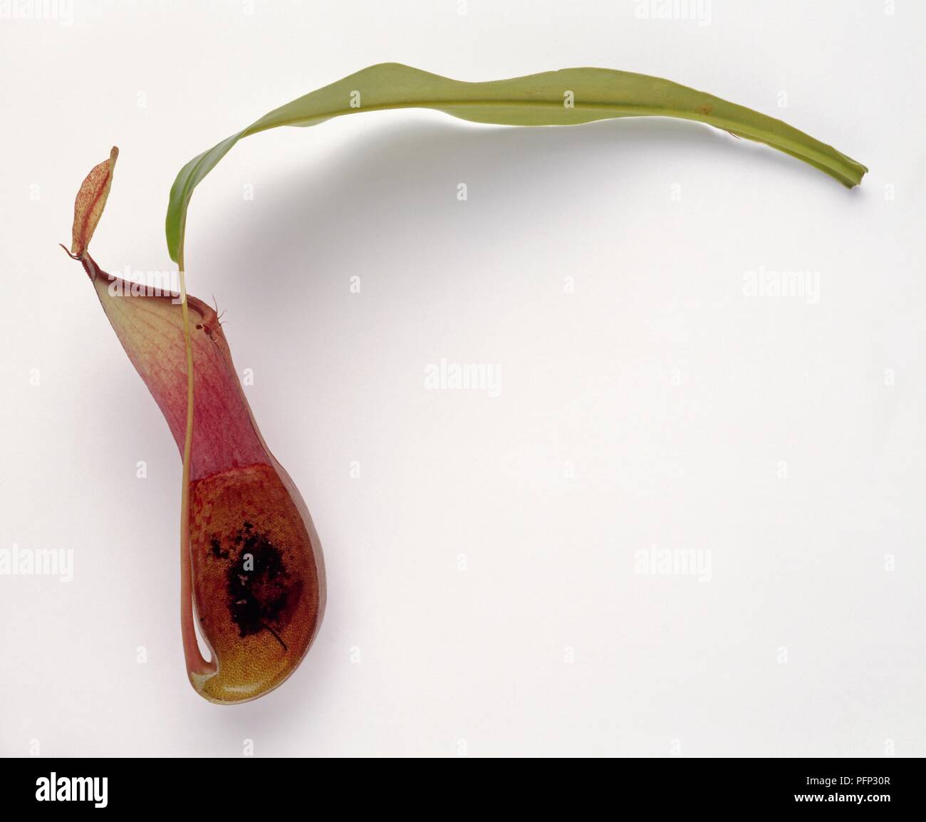 Sezione trasversale di Nepenthes sp. (Tazza di scimmia o pianta brocca) Foto Stock