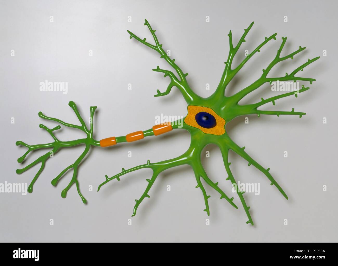 Modello di una cellula cerebrale Foto Stock