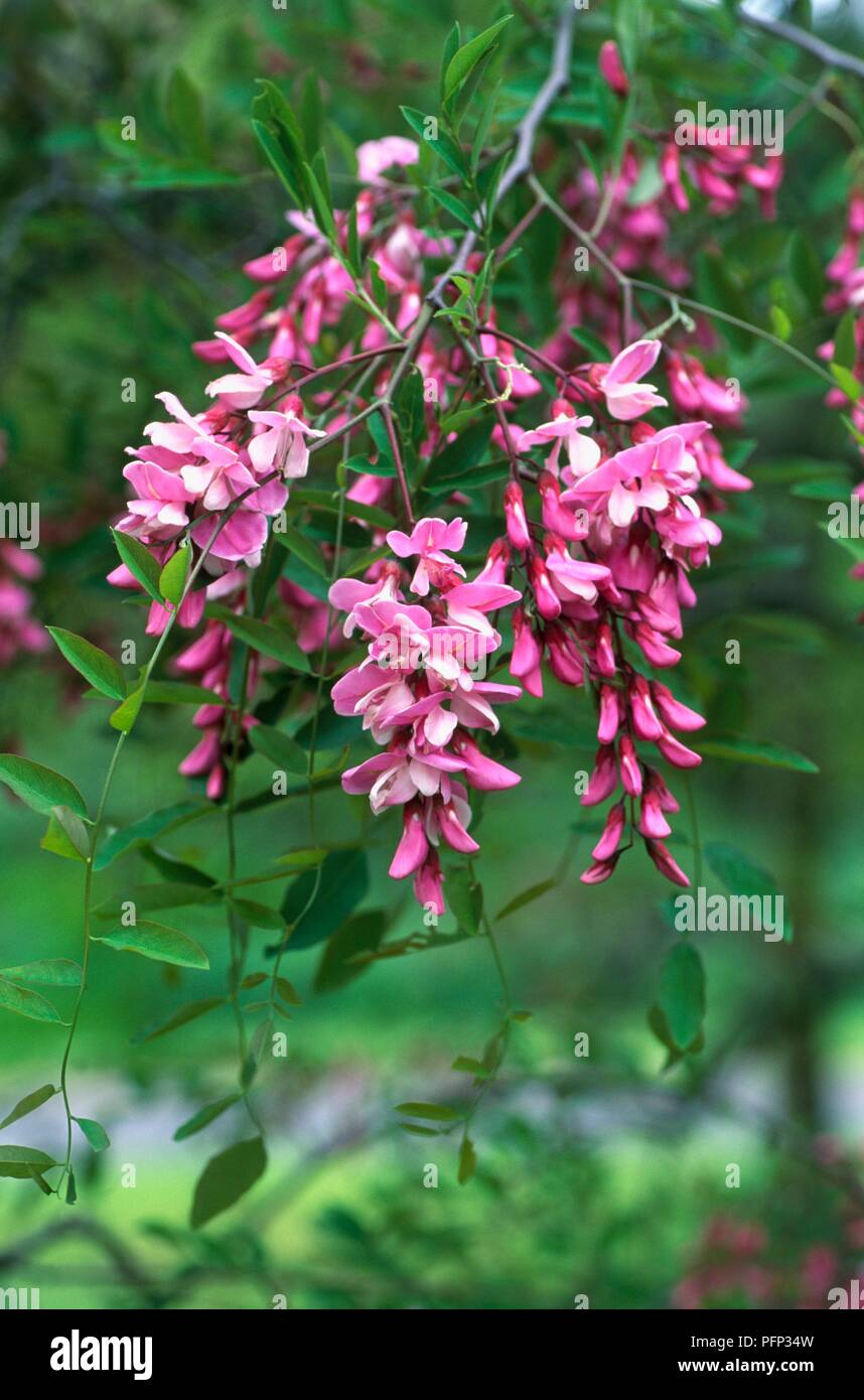 Robinia x slavinii con pendente racemi di fiori di colore rosa su lunghi branchlet con foglie di colore verde Foto Stock