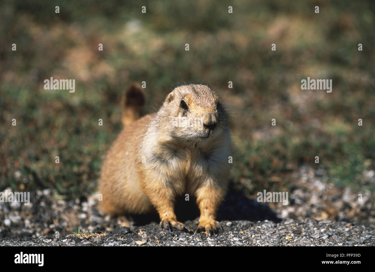 Stati Uniti d'America, Oklahoma, Bartlesville, Woolaroc Ranch, Prairie Dog (Cynomys ludovicianus) Foto Stock