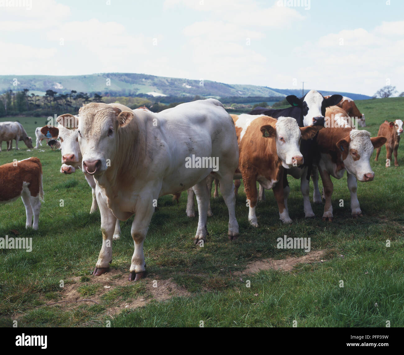 Un toro (Bos taurus) tra diverse vacche Foto Stock