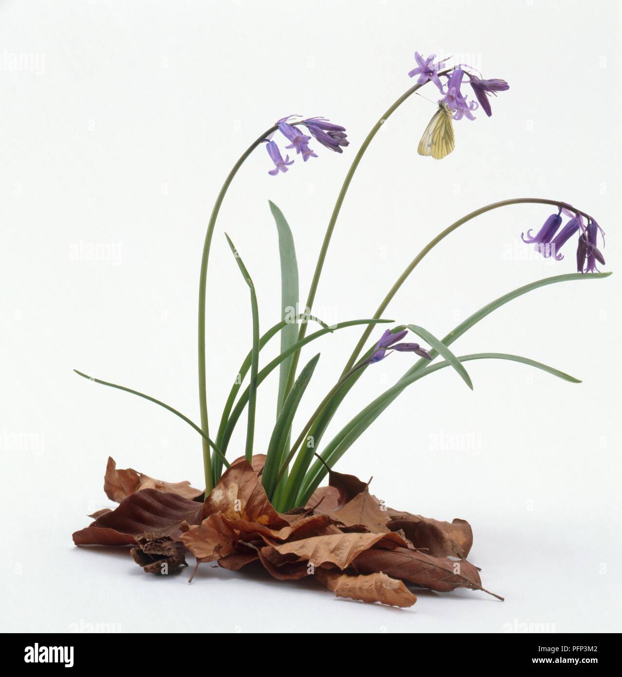Bluebells con farfalla su uno dei fiori e foglie di colore marrone nella parte inferiore Foto Stock