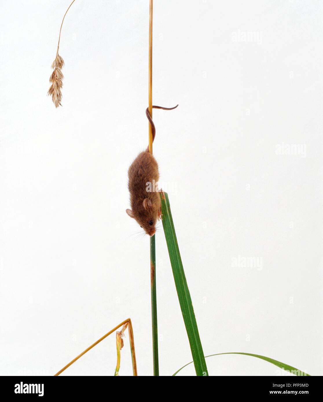Raccolto di arrampicata del mouse verso il basso lo stelo di grano Foto Stock