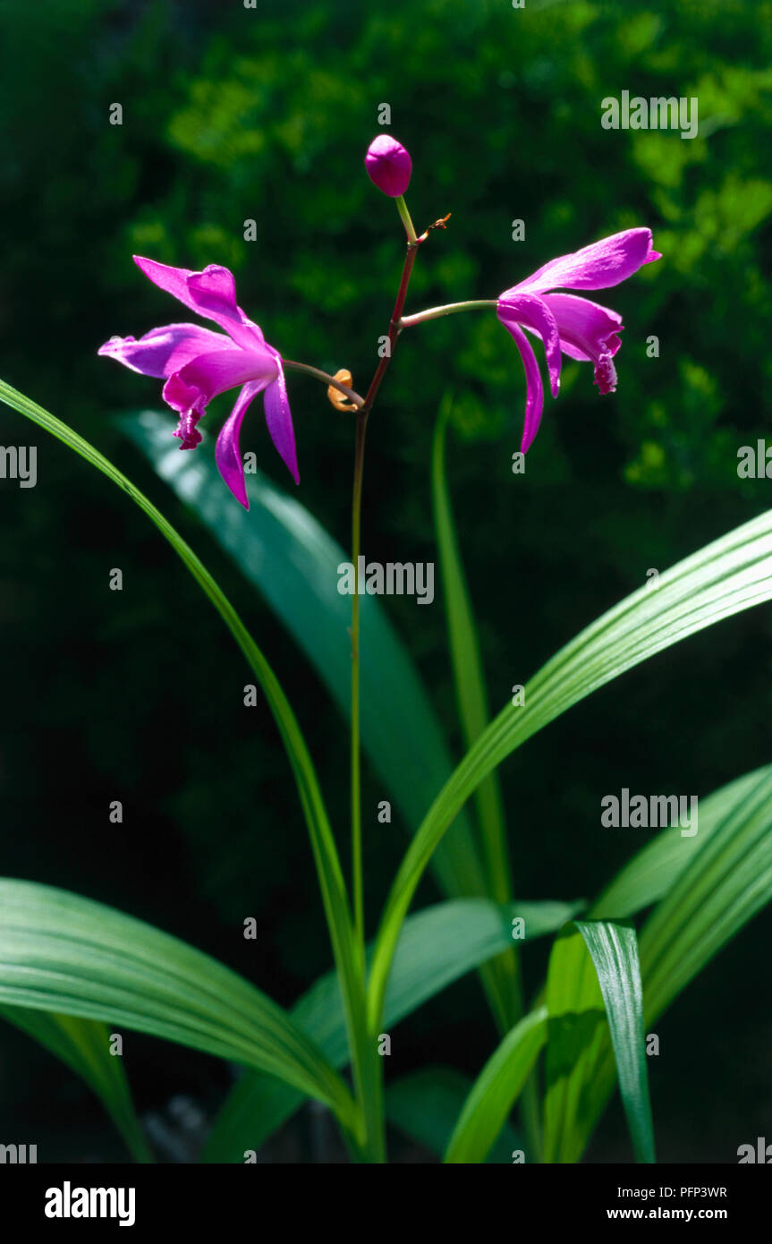 Bletilla striata, noto anche come Bletilla hyacinthina, orchidea con forma a lancia le foglie e i fiori di magenta Foto Stock