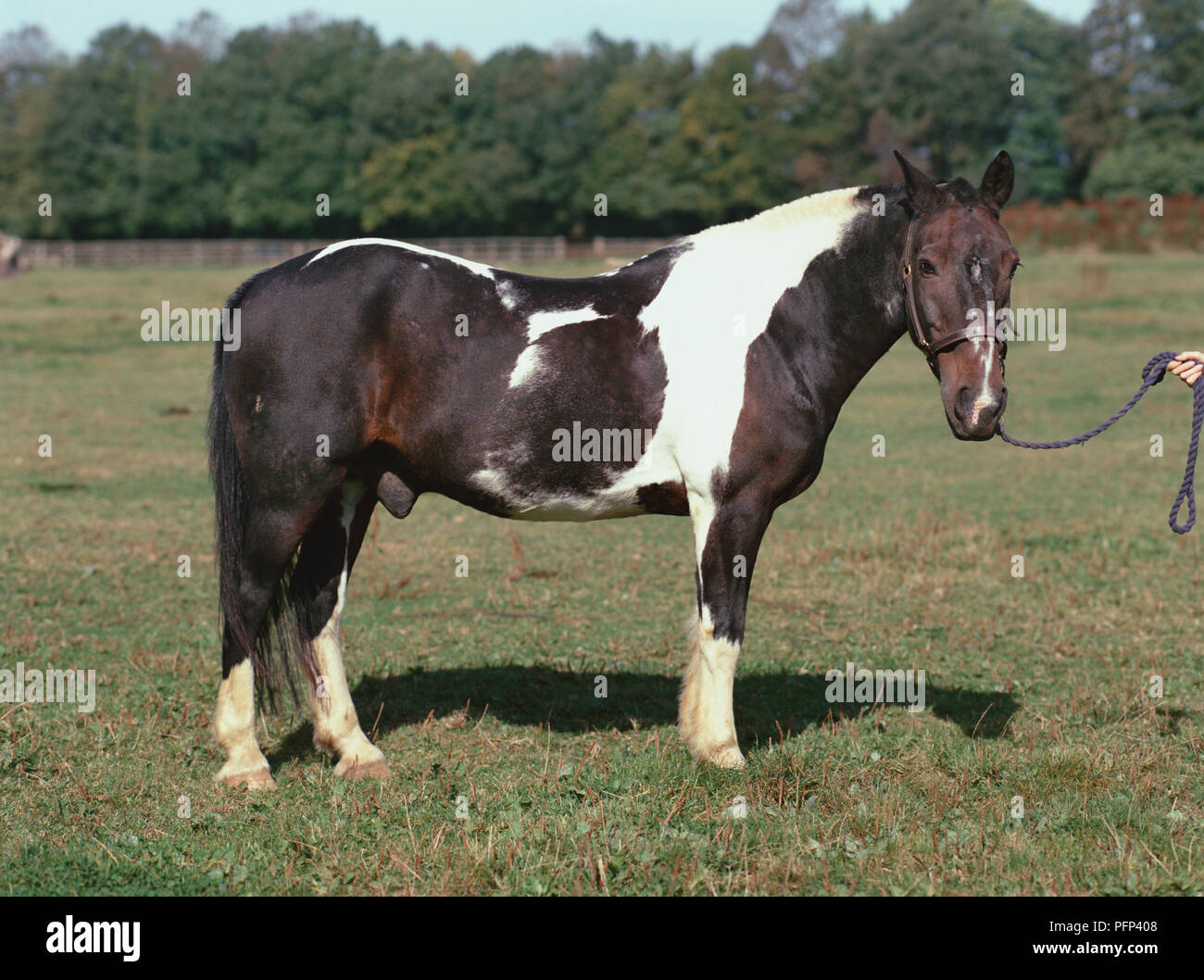 Skewbald pony, con in bianco e nero del pelo, vista laterale. Foto Stock