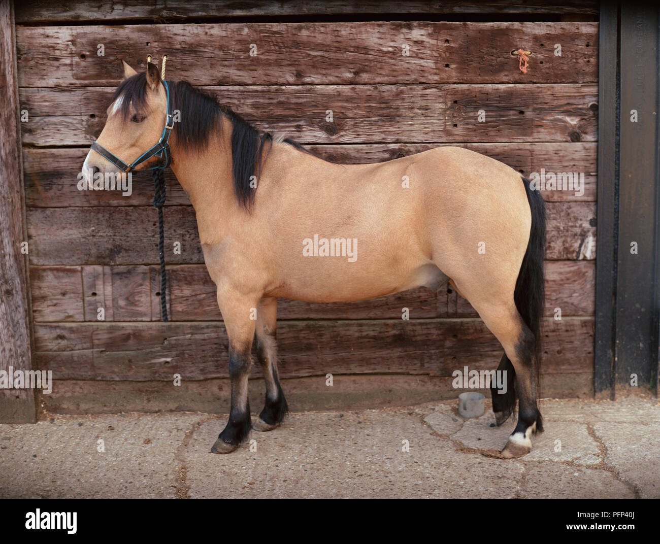 Dun pony, con marrone chiaro e scuro pelliccia, vista laterale. Foto Stock