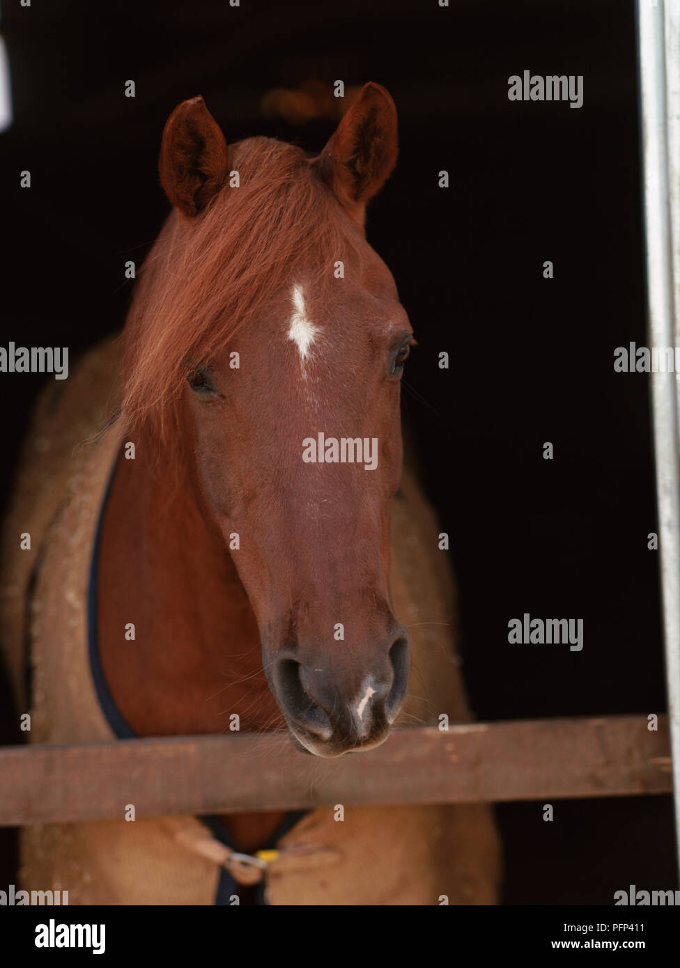 Close up marrone castagna cavalli faccia, contrassegno bianco sul capo Foto Stock