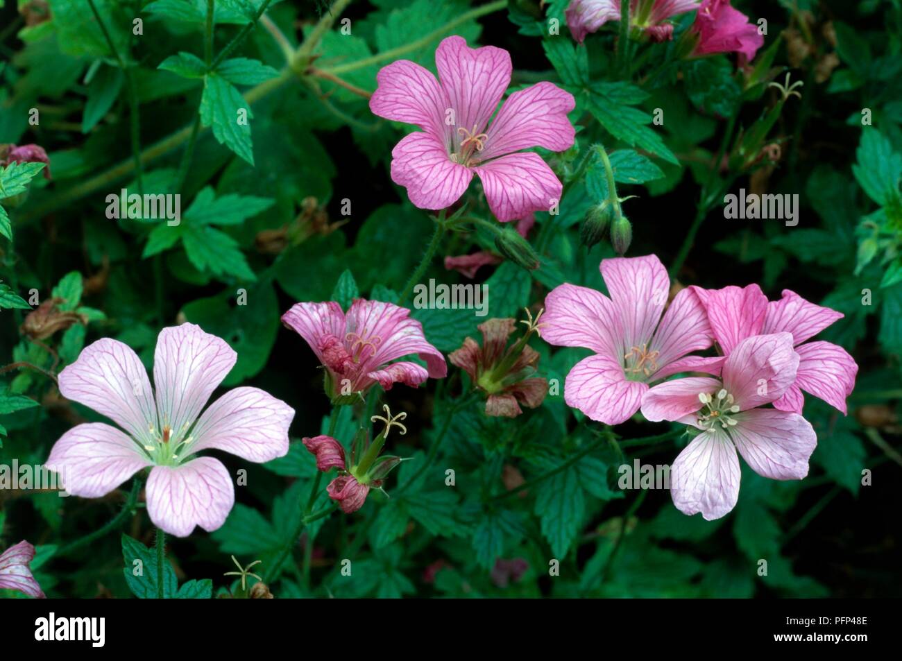 Geranio x Oxonianum "A. T. Johnson', fiori di colore rosa tra il verde delle foglie Foto Stock