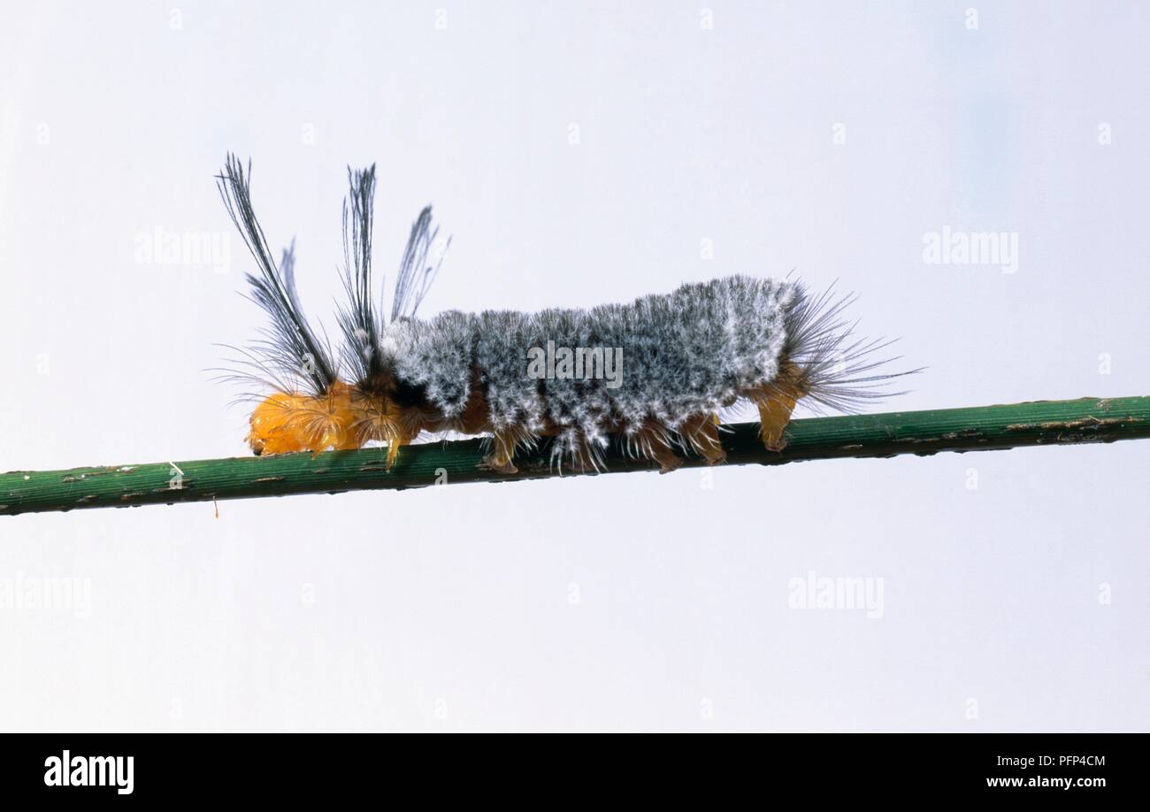 Grigio peloso caterpillar sul gambo verde, close-up Foto Stock