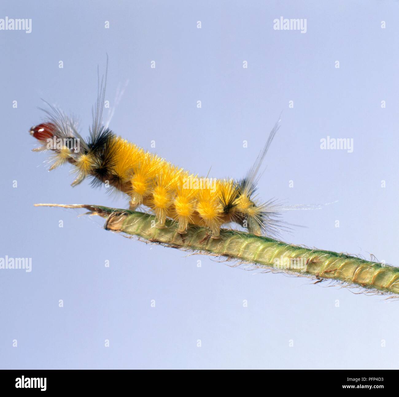 Giallo peloso Tussock caterpillar sul gambo verde, close-up Foto Stock