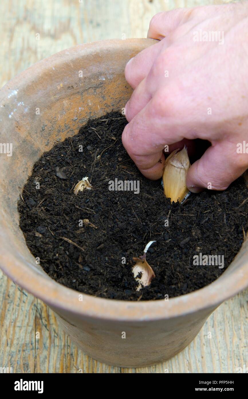 Usando le mani per mettere le lampadine nell impianto pot conatining potting compost e suolo Foto Stock