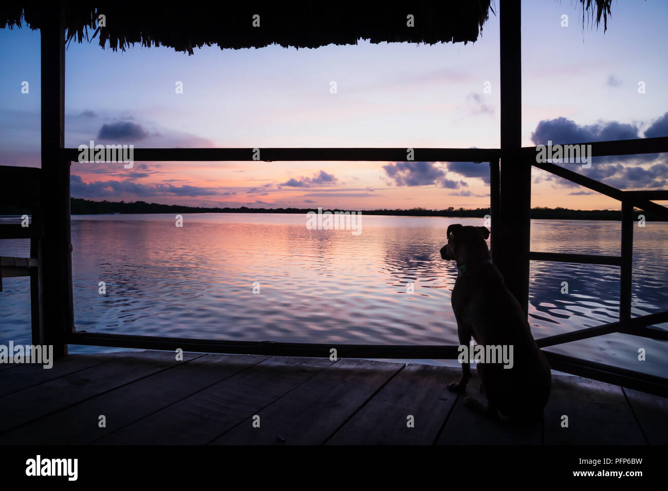 Cane guardando purpureo tramonto in laguna sul dock in Utila, Honduras, America Centrale Foto Stock