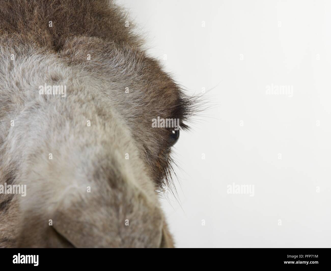 Bactrian camel (Camelus bactrianus), close-up sulla testa Foto Stock