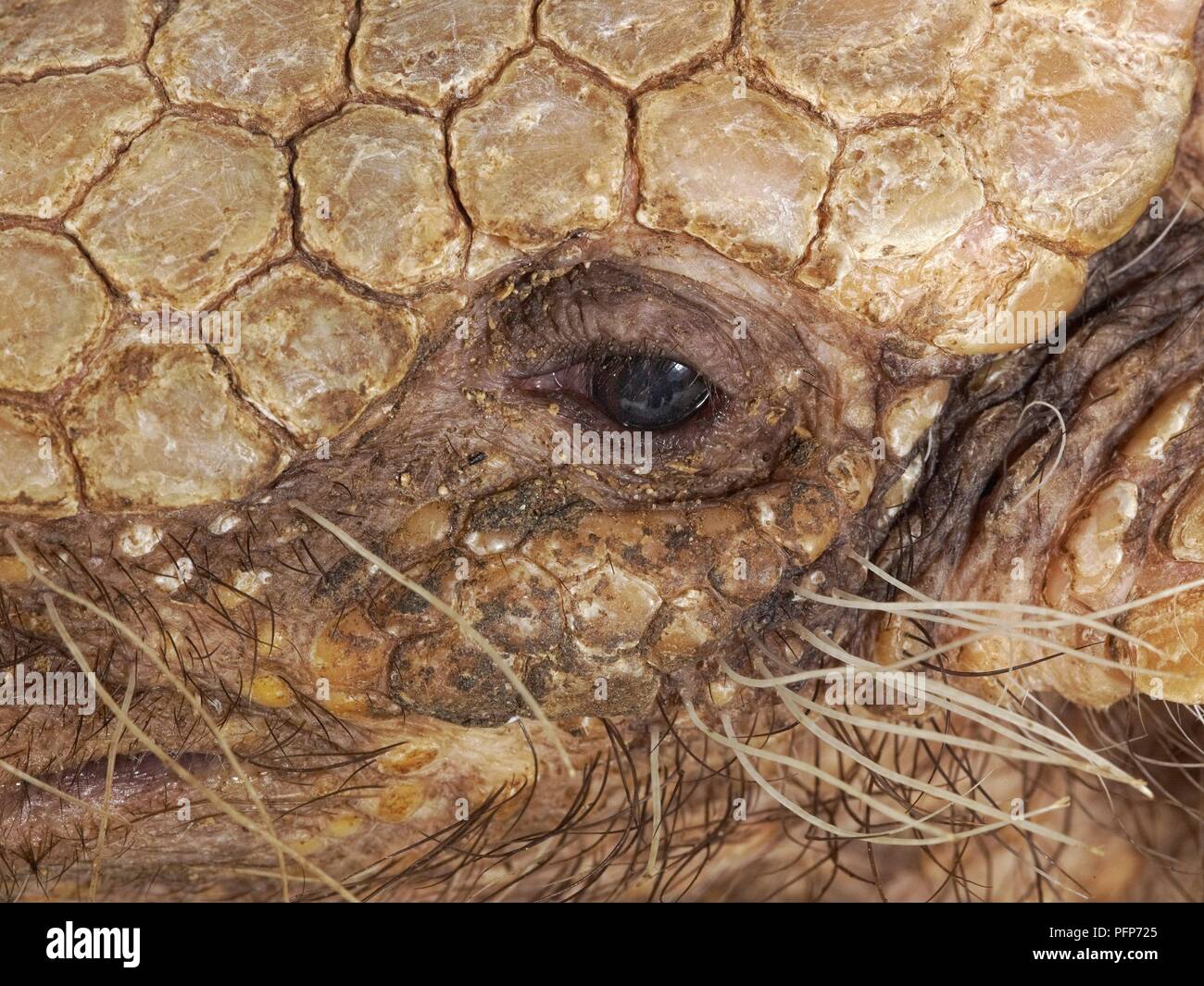 Sei-nastrare armadillo (Euphractus sexcinctus), close-up in eye Foto Stock