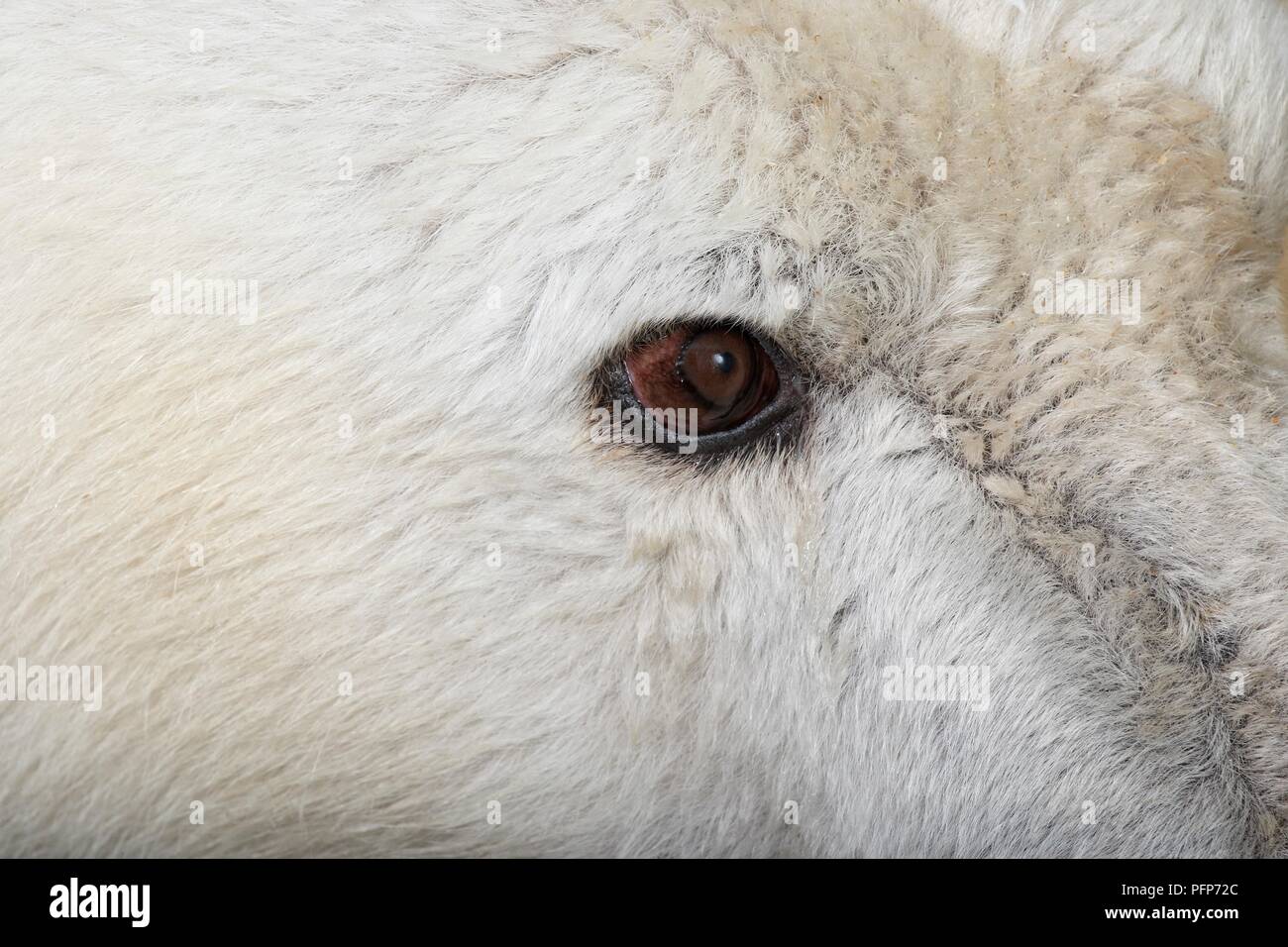 Orso polare (Ursus maritimus), close-up in eye Foto Stock