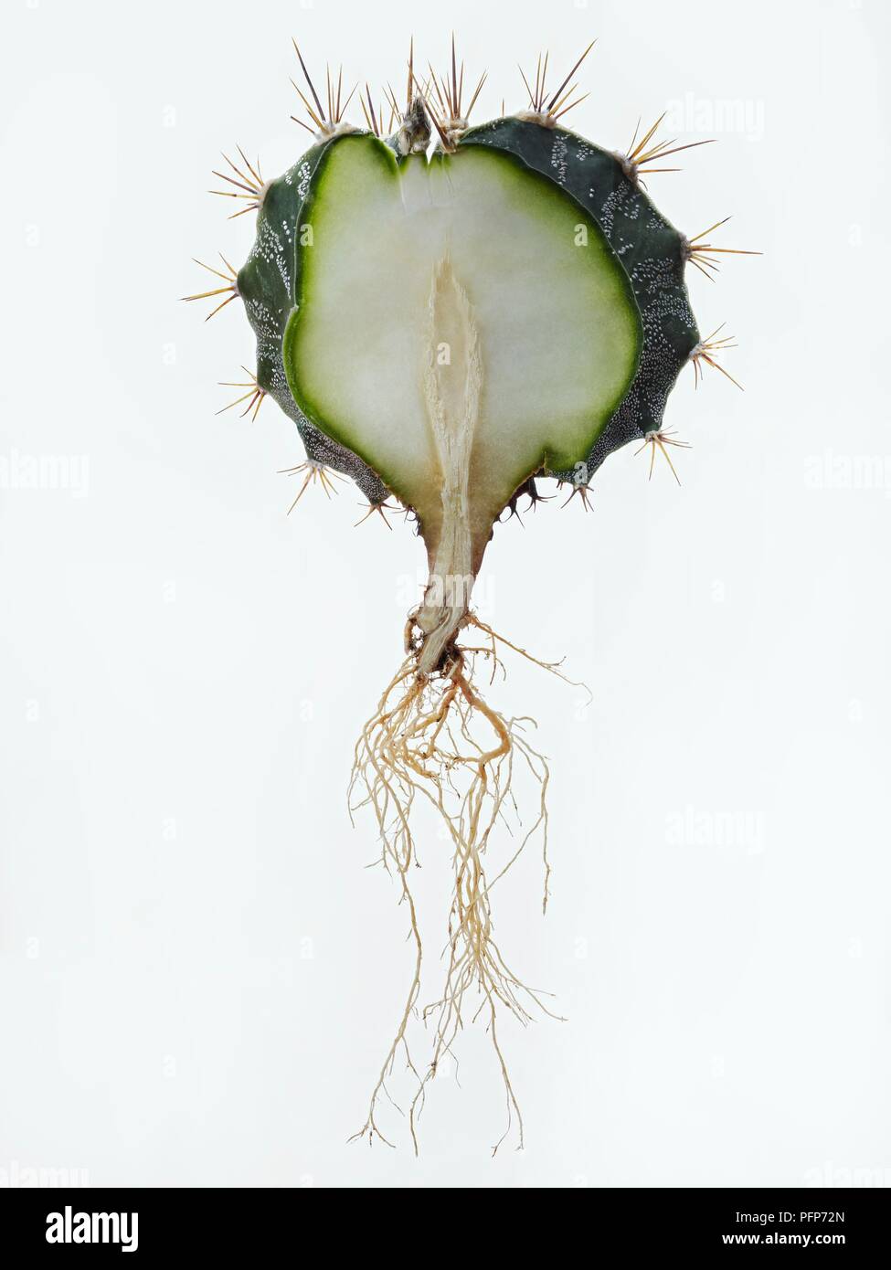 Astrophytum ornatum (del fratello cofano) che mostra la sezione trasversale dello stelo, polpa, i picchi e le radici Foto Stock