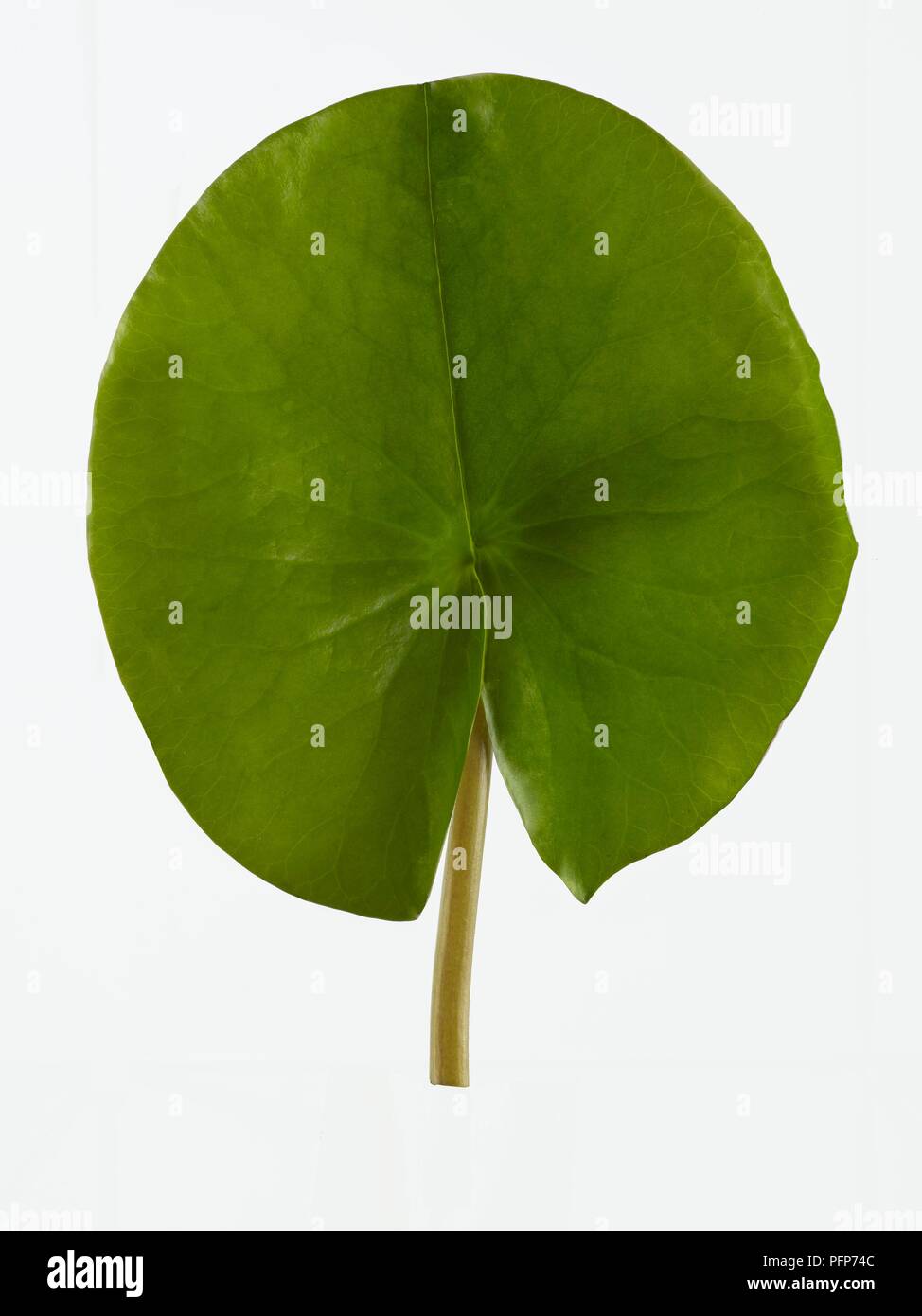 Nymphaea alba (bianco acqua giglio) foglie Foto Stock