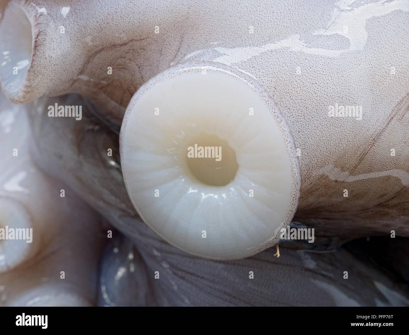 Polpo (Octopus vulgaris), close-up su una ventosa Foto Stock