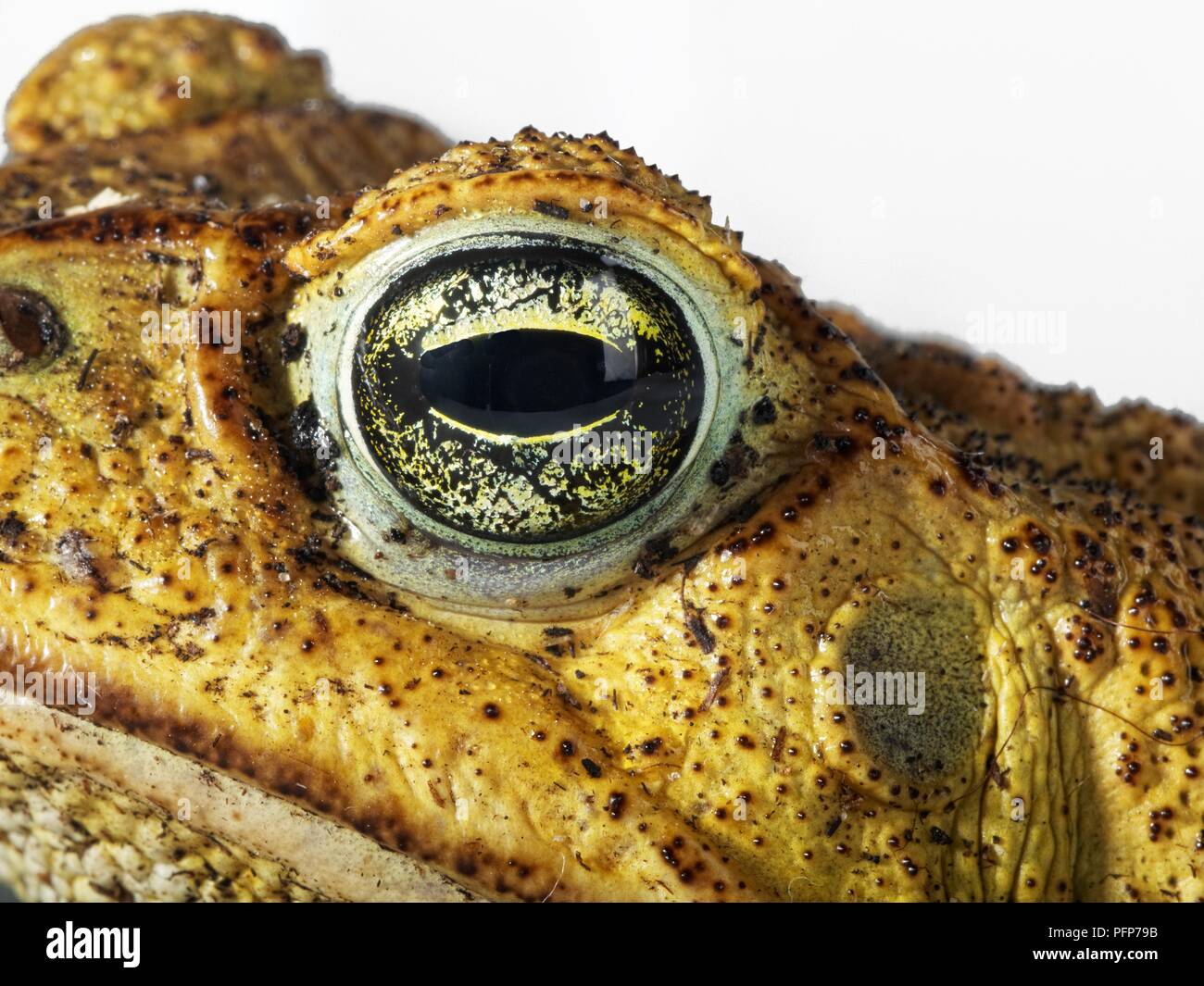 La canna da zucchero Toad (Bufo marinus), gli occhi e la pelle presenta verrucosa, close-up Foto Stock