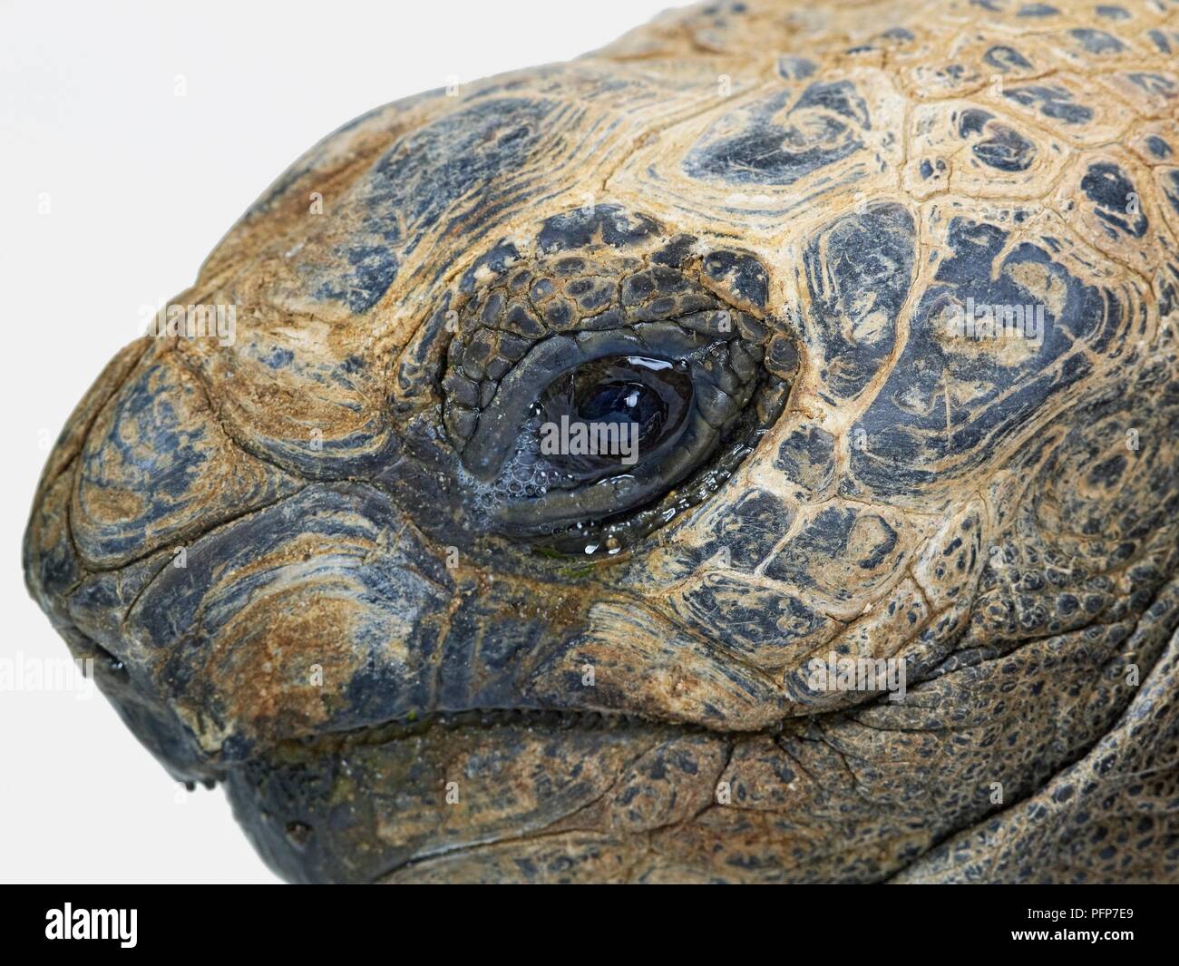 Tartaruga gigante di Aldabra (Aldabrachelys gigantea) testa mostra occhi e pelle dura, close-up Foto Stock