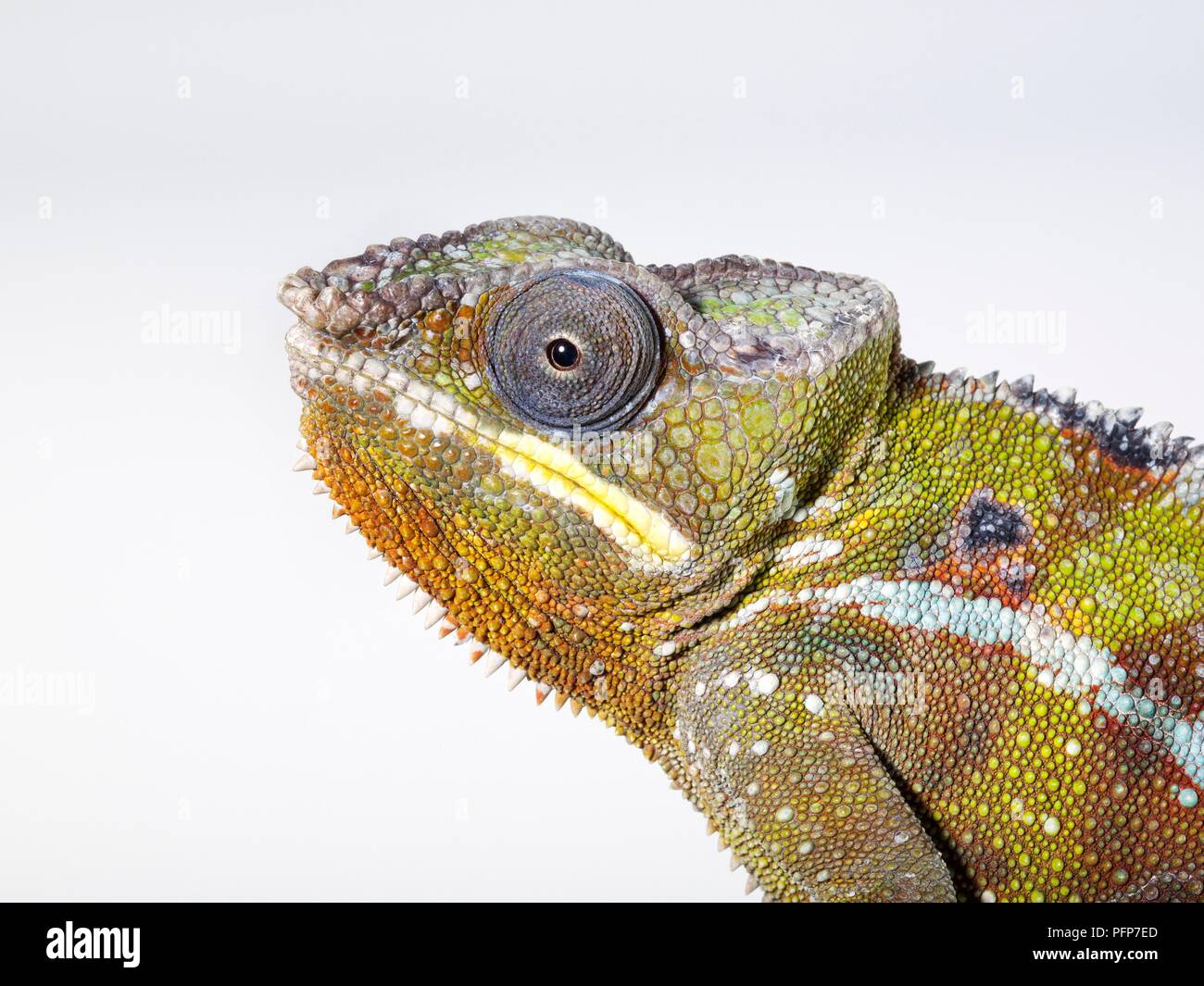 Panther Chameleon (Furcifer pardalis) testa di profilo che mostra gli occhi e il modello naturale sulla pelle testurizzata Foto Stock