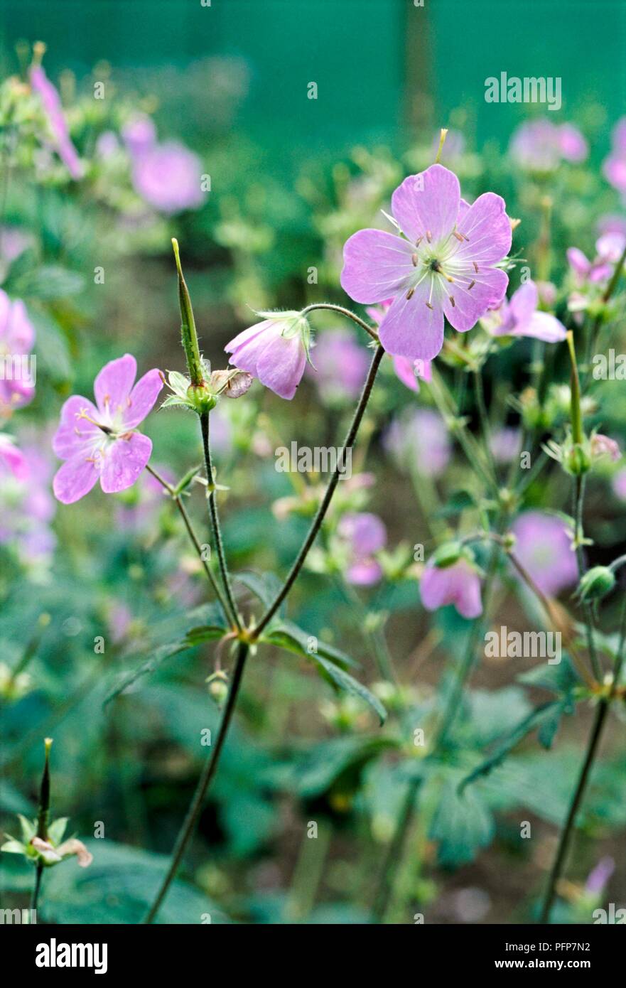 Geranium maculatum 'espresso' (legno geranio, Wild geranio), close-up sui fiori viola Foto Stock