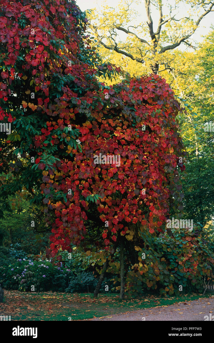 Vitis coignetiae (Crimson vite gloria), scalatore con foglie rosse Foto Stock