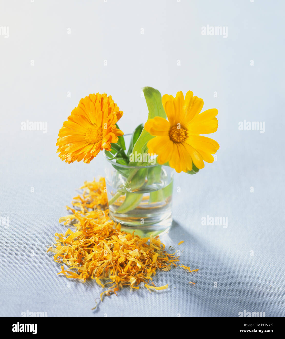 Calendula offocinalis, Calendula fiori in un bicchiere di acqua, essiccati petali sparsi intorno ad esso. Foto Stock
