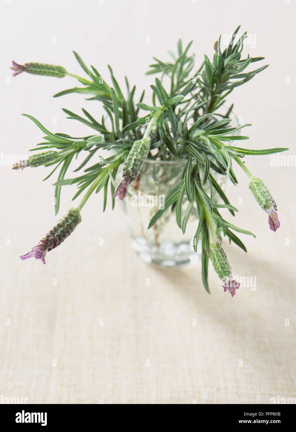 Lavandula stoechas, lavanda francese, grigio-verde rametti di foglie e fiori viola sormontato da viola brattee, in chiaro vaso di vetro contenente acqua, vista in elevazione. Foto Stock