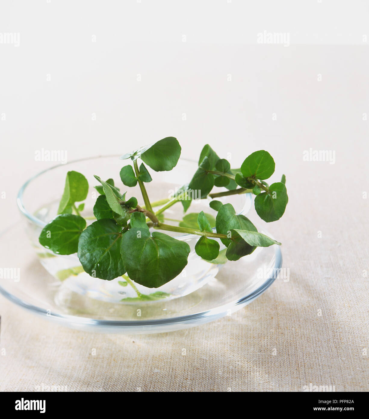 I nasturzi, offinale fresco rametti di crescione in piccola ciotola di vetro Sul piattino, vicino. Foto Stock